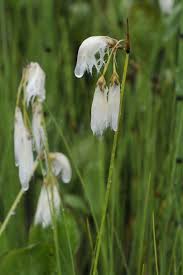Attēlu rezultāti vaicājumam “Eriophorum gracile leaf”