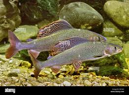 Image result for Thymallus thymallus