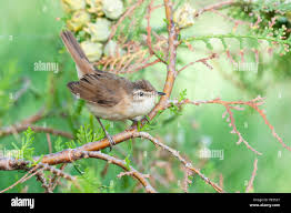 Image result for Acrocephalus agricola