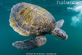 Image result for Lepidochelys olivacea