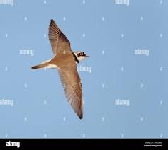Attēlu rezultāti vaicājumam “Charadrius dubius adult”