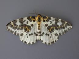 Attēlu rezultāti vaicājumam “Abraxas grossulariata”