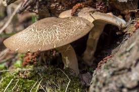Attēlu rezultāti vaicājumam “Polyporus ciliatus”