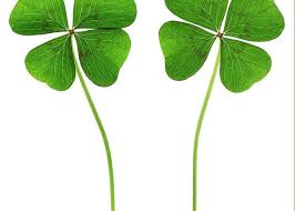 Attēlu rezultāti vaicājumam “Trifolium medium leaf”