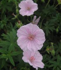 Attēlu rezultāti vaicājumam “Geranium sanguineum”