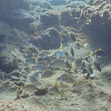 Image result for Pomadasys incisus