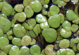 Attēlu rezultāti vaicājumam “Spirodela polyrhiza”