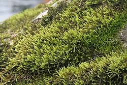 Attēlu rezultāti vaicājumam “Hygrohypnum luridum sporophyte”