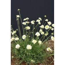 Attēlu rezultāti vaicājumam “Scabiosa ochroleuca”