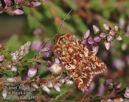 Attēlu rezultāti vaicājumam “Anarta myrtilli larva”