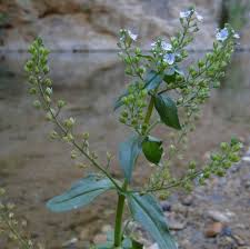 Attēlu rezultāti vaicājumam “Veronica anagallis-aquatica fruit”