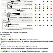 Attēlu rezultāti vaicājumam “Milesina murariae”