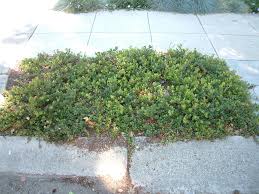 Attēlu rezultāti vaicājumam “Arctostaphylos uva-ursi leaf”