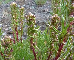 Attēlu rezultāti vaicājumam “Artemisia campestris bud”