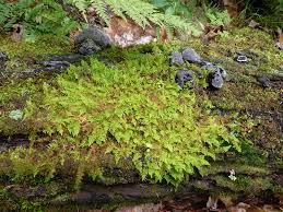 Attēlu rezultāti vaicājumam “Ptilium crista-castrensis”