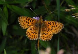 Attēlu rezultāti vaicājumam “Boloria titania underside”