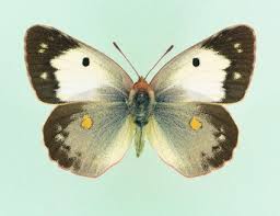 Attēlu rezultāti vaicājumam “Colias croceus underside”