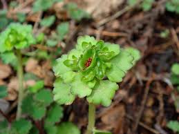 Attēlu rezultāti vaicājumam “Chrysosplenium alternifolium bud”