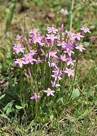 Image result for Centaurium erythraea