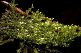 Attēlu rezultāti vaicājumam “Taxiphyllum wissgrillii”