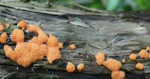 Attēlu rezultāti vaicājumam “Dictydiaethalium plumbeum”