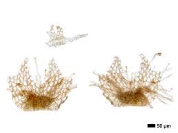 Attēlu rezultāti vaicājumam “Calypogeia sphagnicola”