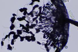 Attēlu rezultāti vaicājumam “Cribraria violacea macro”