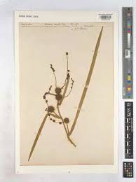 Attēlu rezultāti vaicājumam “Sparganium neglectum”