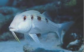 Image result for Pseudupeneus maculatus