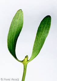 Attēlu rezultāti vaicājumam “Viscum album leaf”