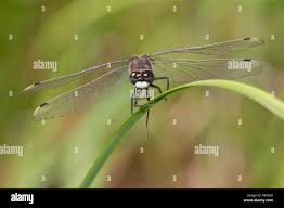 Attēlu rezultāti vaicājumam “Leucorrhinia pectoralis female”