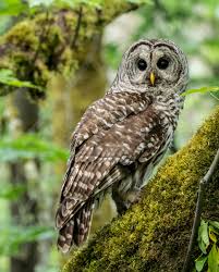 Attēlu rezultāti vaicājumam “Willkommlangea reticulata young”