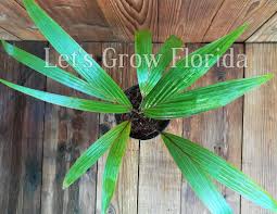 Attēlu rezultāti vaicājumam “Diderma montanum var. album macro”