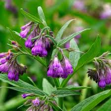 Image result for Symphytum officinale