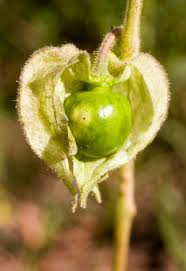 Attēlu rezultāti vaicājumam “Physarum viride var. aurantium stalked”