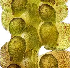 Attēlu rezultāti vaicājumam “Frullania fragilifolia macro”