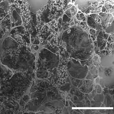 Attēlu rezultāti vaicājumam “Amaurochaete sp.”