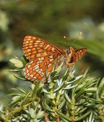 Attēlu rezultāti vaicājumam “Charissa ambiguata”