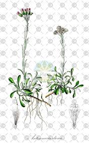 Attēlu rezultāti vaicājumam “Antennaria dioica fruit”