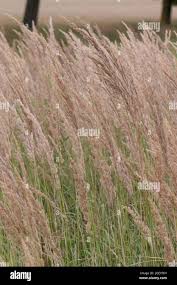 Attēlu rezultāti vaicājumam “Calamagrostis epigeios”