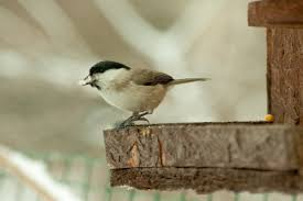 Image result for Poecile montana