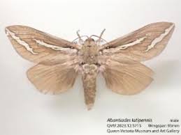 Attēlu rezultāti vaicājumam “Hepialidae”