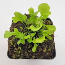 Image result for Utricularia