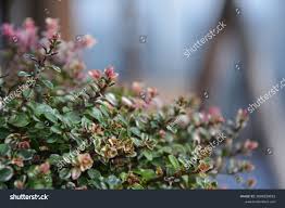 Attēlu rezultāti vaicājumam “Thymus pulegioides leaf”