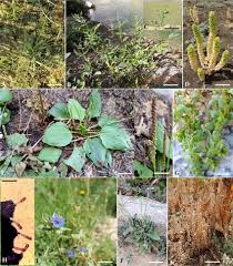 Attēlu rezultāti vaicājumam “Alisma gramineum flower”