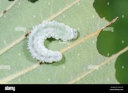 Attēlu rezultāti vaicājumam “Eriocampa ovata larva”