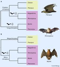 Attēlu rezultāti vaicājumam “Chiroptera”
