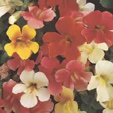 Image result for Mimulus x hybrida
