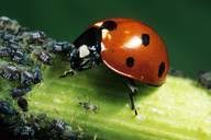 Attēlu rezultāti vaicājumam “Coccinella septempunctata imago”