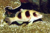 Image result for Parupeneus trifasciatus